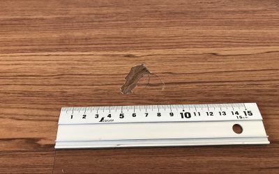フローリング凹みキズ　　　N0.190124