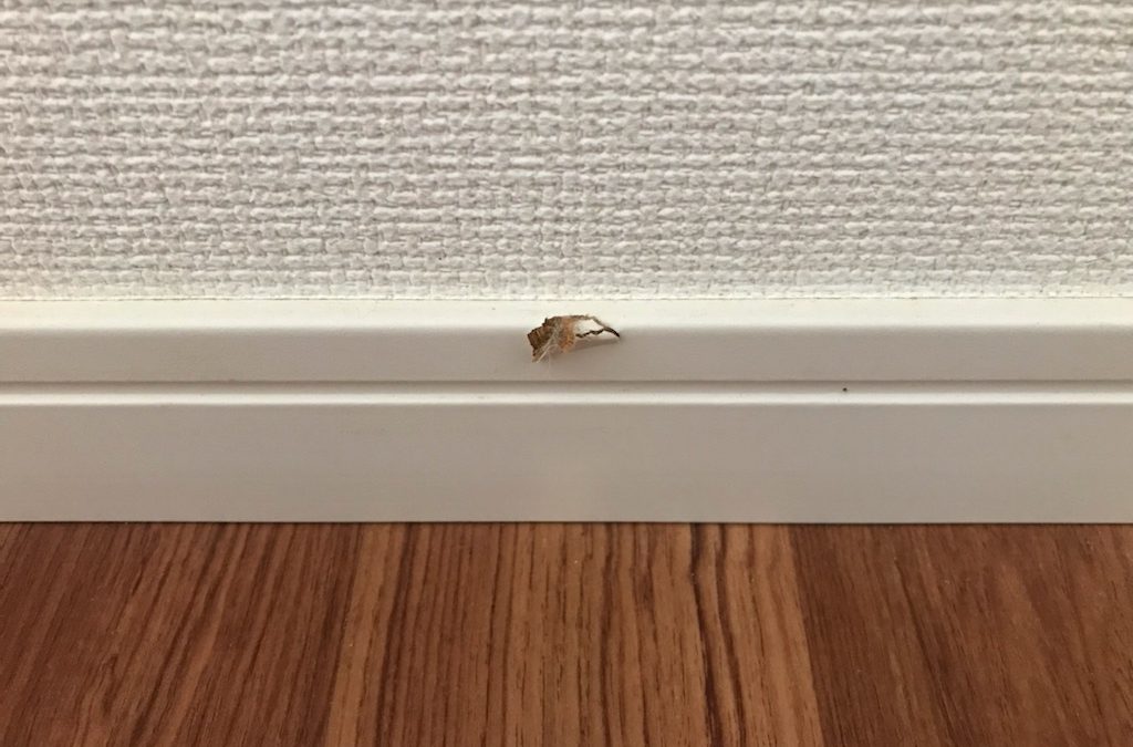 室内巾木 当てキズ リペア補修 BA221017