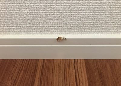 室内巾木　当てキズ　リペア補修　BA221017　